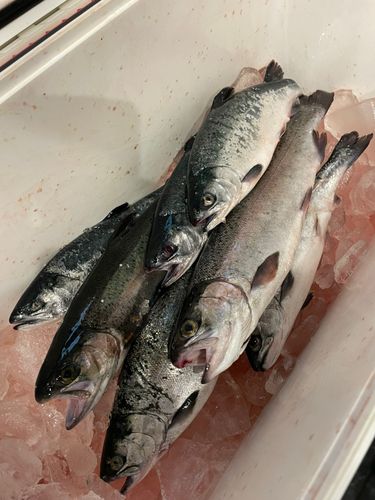 トラウトサーモンの釣果