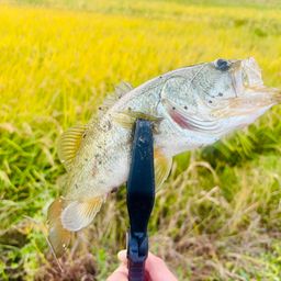 ラージマウスバス