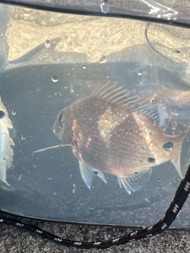 三河湾