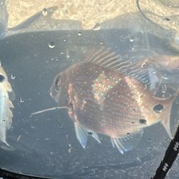 チャリコ