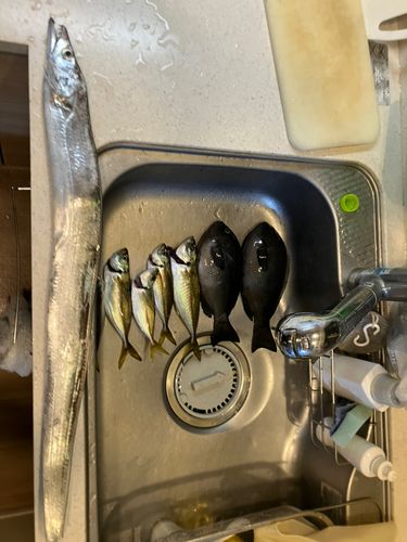 タチウオの釣果