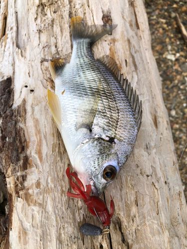 キビレの釣果
