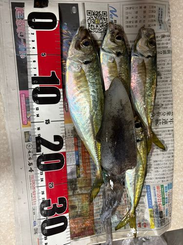 アジの釣果