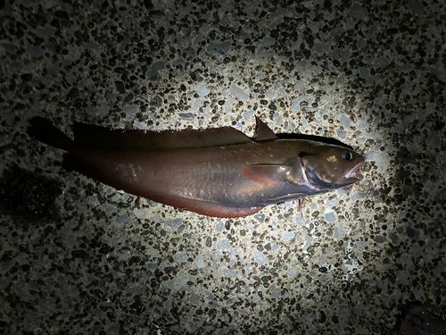 ドンコの釣果