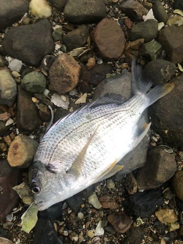 奥浜名湖