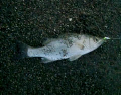 セイゴ(マルスズキ)の釣果