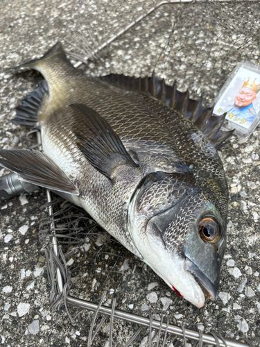 クロダイの釣果