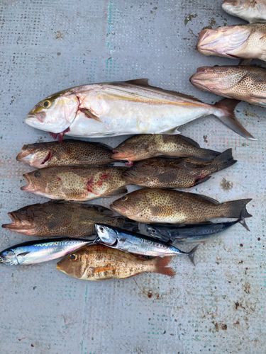 オオモンハタの釣果