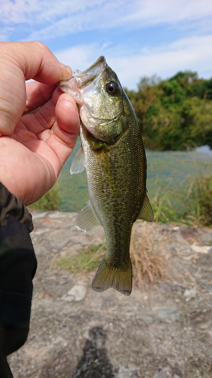 ラージマウスバス