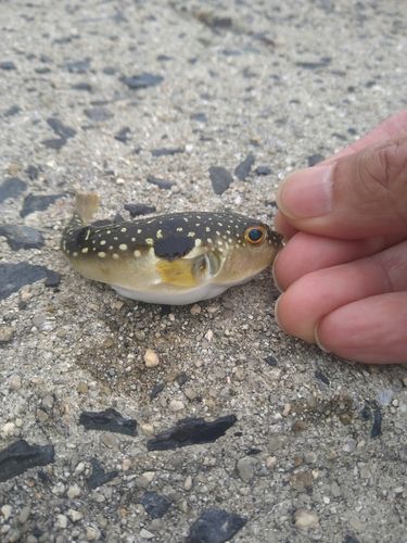 クサフグの釣果