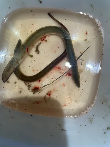 ウナギの釣果