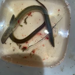 ウナギ