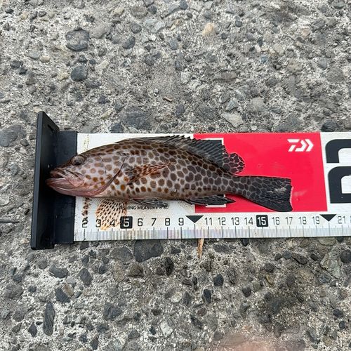 オオモンハタの釣果