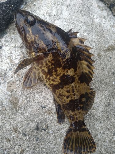 タケノコメバルの釣果