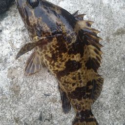 タケノコメバル