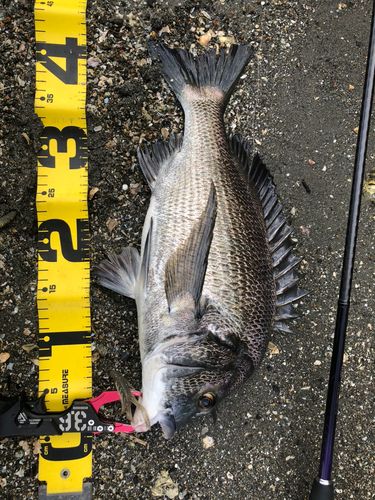 クロダイの釣果