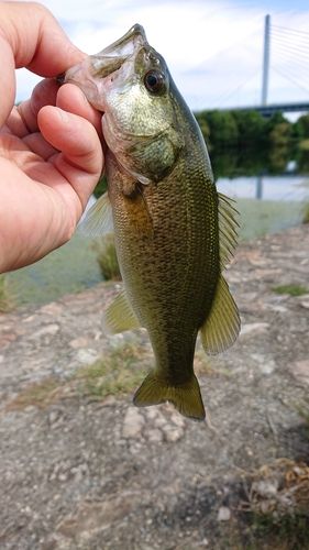 ラージマウスバスの釣果
