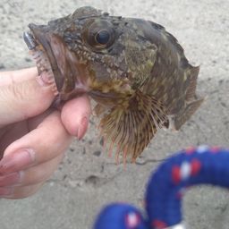 カサゴ