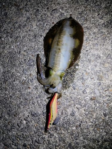 アオリイカの釣果