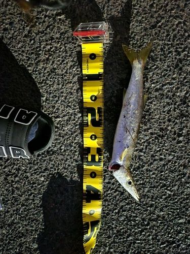 カマスの釣果