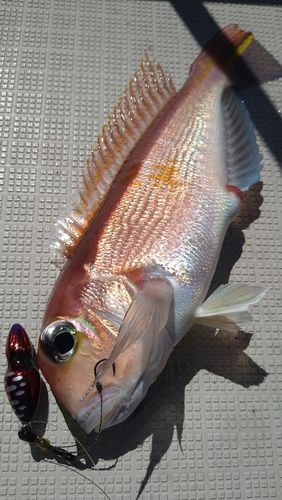 アカアマダイの釣果