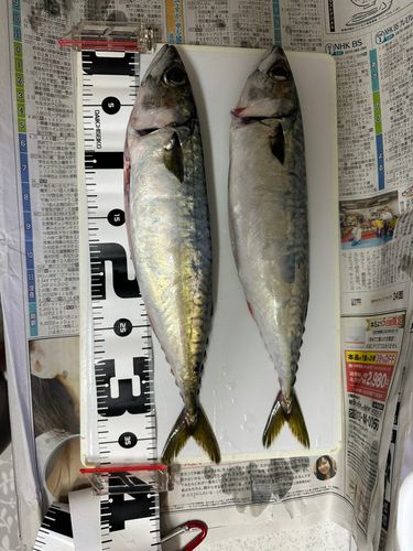 サバの釣果
