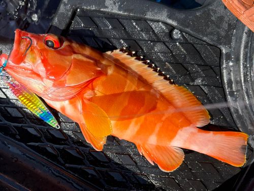 ハンゴーミーバイの釣果