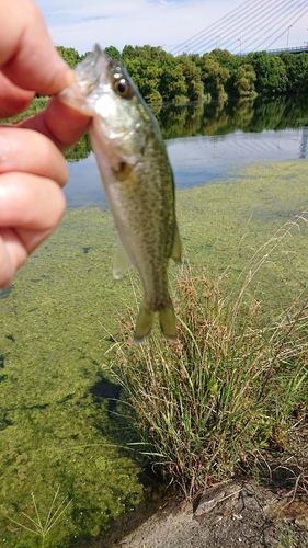ラージマウスバスの釣果