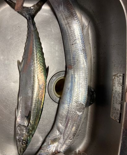 サゴシの釣果