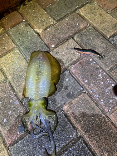 アオリイカの釣果