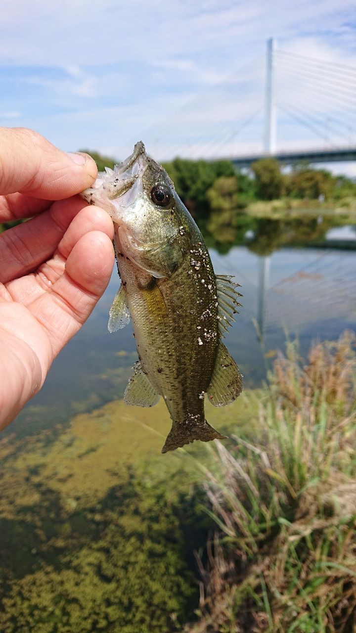 ラージマウスバス