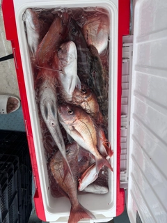 マダイの釣果