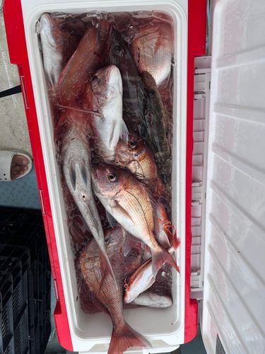 マダイの釣果