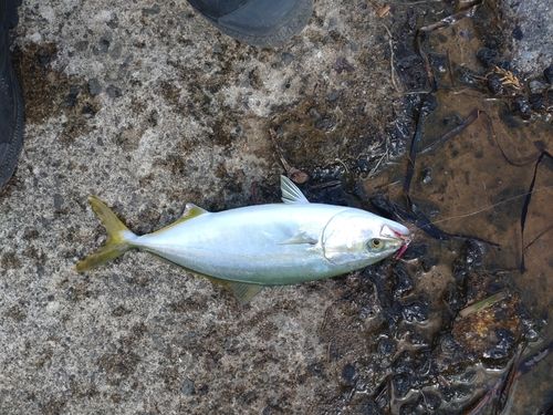 釣果