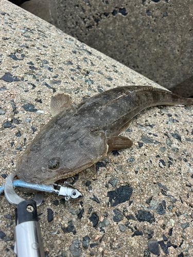 マゴチの釣果