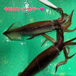 スルメイカ