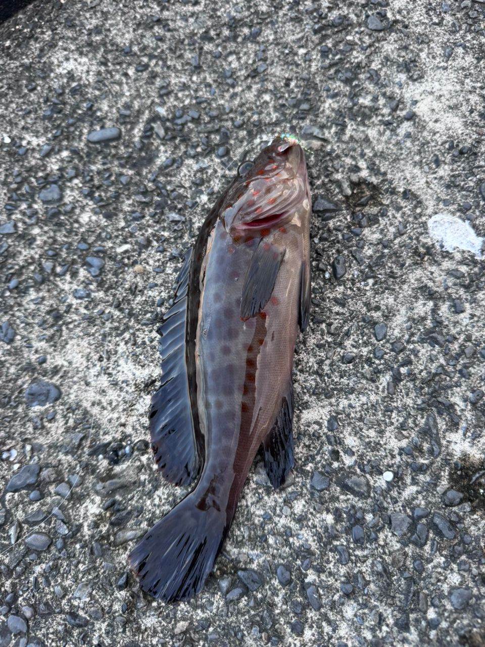 ヤマガブランクス ブルーカレント TZ JH-Special 65/TZ ヤマガブランクス BlueCurrent(ブルーカレント) 65/Ti/JH