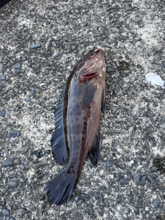 チャイロマルハタの釣果