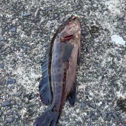 チャイロマルハタ