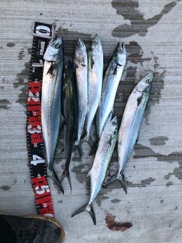 有明海