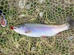ニジマスの釣果