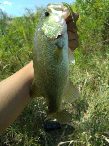 ラージマウスバスの釣果