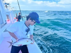 カンパチの釣果