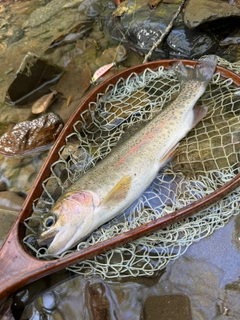 ニジマスの釣果