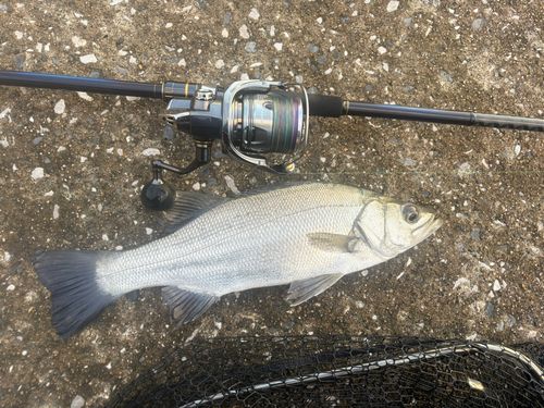 セイゴ（ヒラスズキ）の釣果