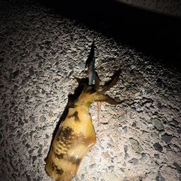 アオリイカ