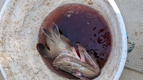 マハタの釣果