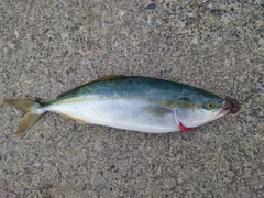 ショッコの釣果