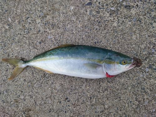 ショッコの釣果