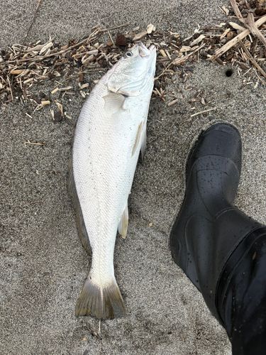 ニベの釣果